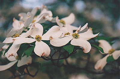 Dogwood Tree